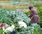 Agricultură în cartierul Matei Voievod