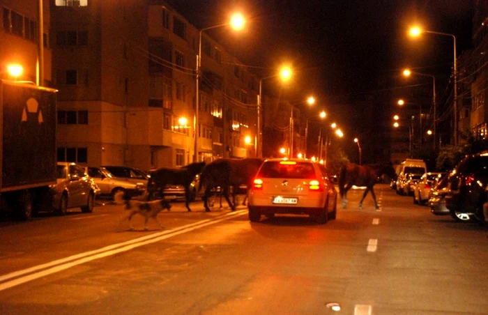 Grupul de cai apare periodic pe străzile Brăilei FOTO Florentin Coman
