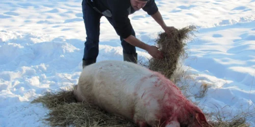 Angajaţii de la muzeu au respectat tradiţia şi anul trecut 