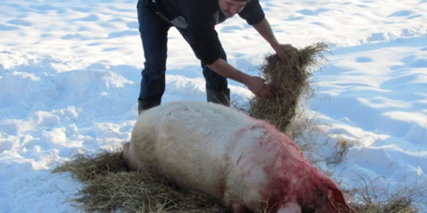 Angajaţii de la muzeu au respectat tradiţia şi anul trecut 
