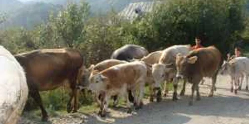 Agricultorii pot creşte vaci cu bani de la UE