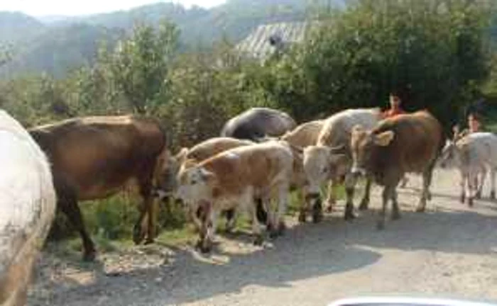 Agricultorii pot creşte vaci cu bani de la UE