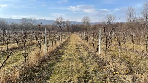 Operațiunea de tăiere a merilor în Voinești. FOTO Stațiunea Voinești