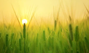 1 beach landscape sea nature forest grass 488508 pxhere com jpg jpeg