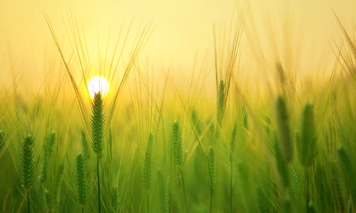 1 beach landscape sea nature forest grass 488508 pxhere com jpg jpeg