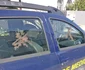 Mașina Gărzii de Mediu Vâlcea spoită cu fecale Foto Adrian Pană jpg