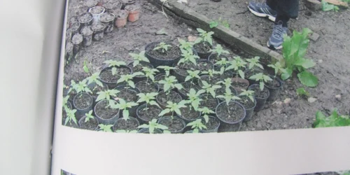 cannabis