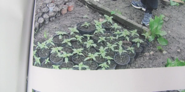 cannabis