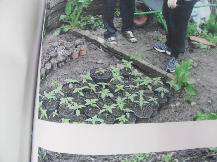 Oamenii legii au desocperit 46 de ghivece cu cannabis FOTO DIICOT
