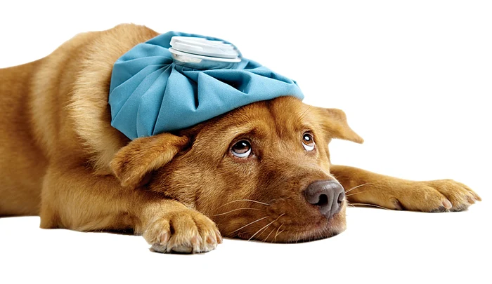 Nu se ştie cu certitudine dacă periculosul coronavirus se poate transmite de la om la animal. Preventiv, feriţi-i şi pe căţei de locurile aglomerate şi nu puneţi mâna murdară pe blana lor