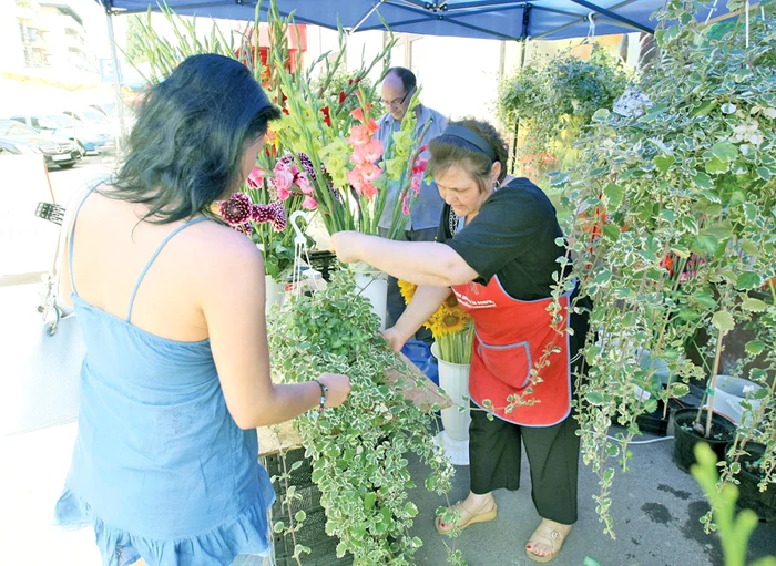 Cei care au aflat de proprietăţile plantei vin repede să o cumpere