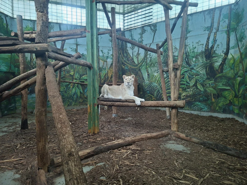 Leul alb Ungaria