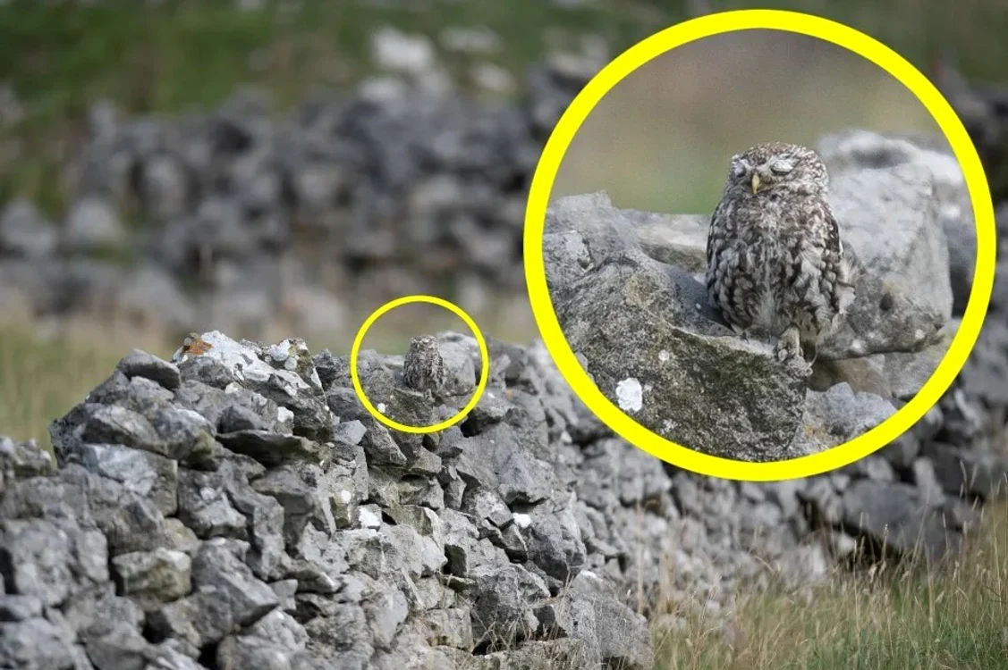 Iluzia optică ce dă bătăi de cap