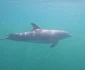 Imaginiile cu delfinul au făcut furori pe internet / Sursa foto: Omul cu Branhii