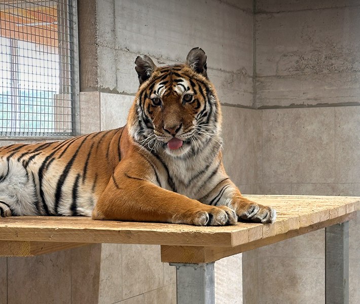 Scandal în urma deschiderii unei grădini zoologice private în Bihor. Tigrii sunt despărțiți de vizitatori printr-un geam termopan