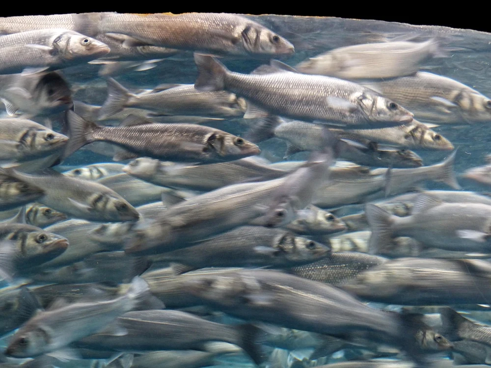 Sardine