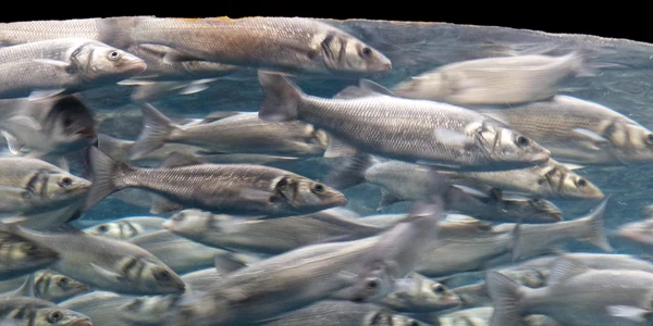 sardine pixabay jpg