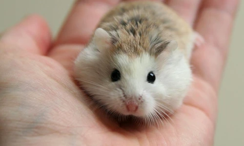 1 47859 original jpg jpeg