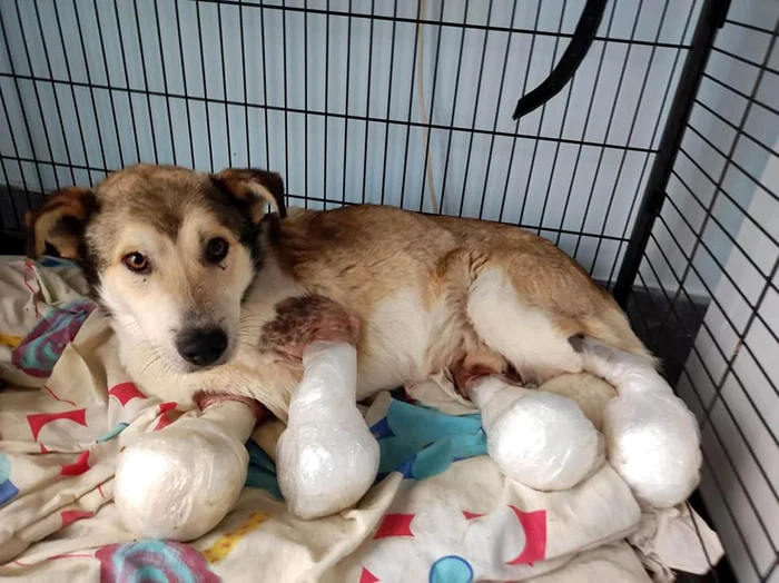 Căţelul a suportat cu stoicism operaţiile. Fotografii: Facebook/ HelpLabus