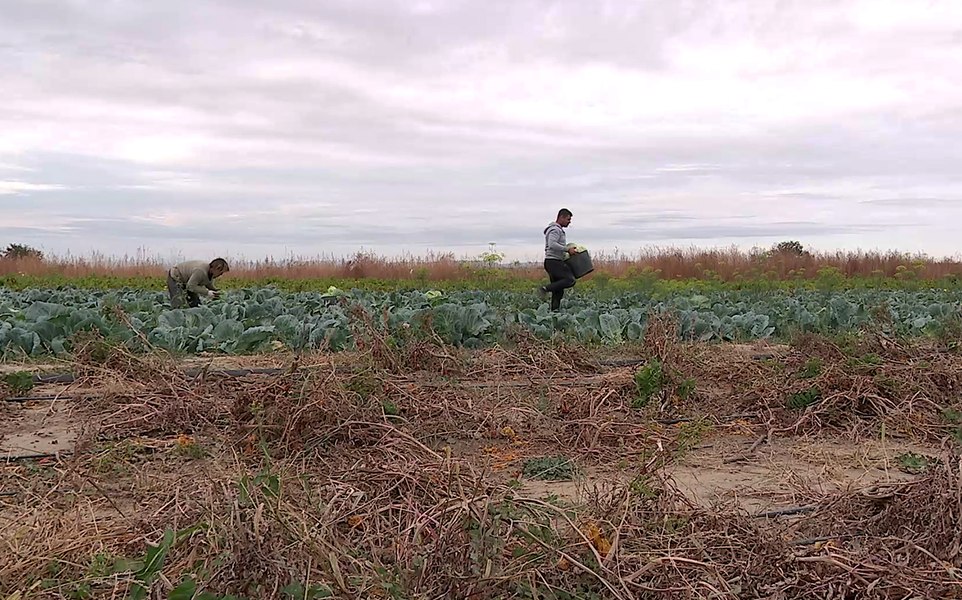 Iarna fără zăpadă, groaza agricultorilor. „Zăpada avea și ea rostul ei, dar nu mai dă Dumnezeu“