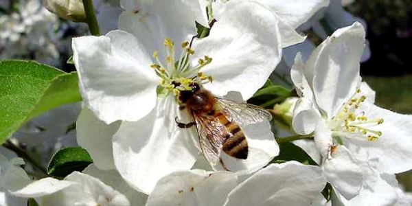 albine măr